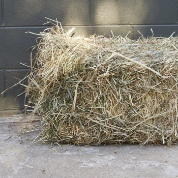 Grass Hay Bale