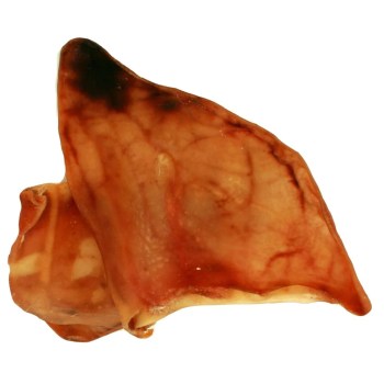 Pig ear dog treat